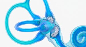 내이의 반고리관과 이석의 구조를 보여주는 3D 의학 일러스트
